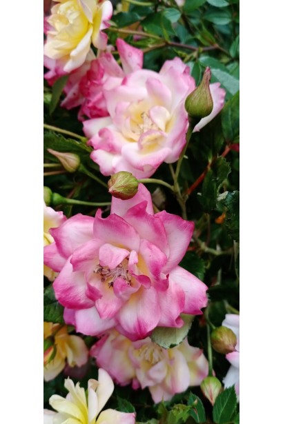 пити троянду Триколор Фейрі 